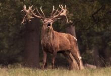 royal stag bottle pricing